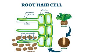 کودهای شیمیایی و سلامت خاک: از تهدید تا فرصت