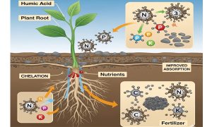 کودهای شیمیایی و سلامت خاک: از تهدید تا فرصت