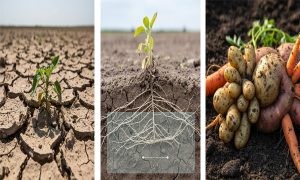 کودهای شیمیایی و سلامت خاک: از تهدید تا فرصت