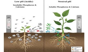 کودهای شیمیایی و سلامت خاک: از تهدید تا فرصت