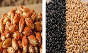 کود بذرمال گندم و جو 