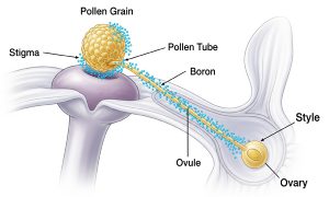 عملکرد فروت ست در گرده افشانی