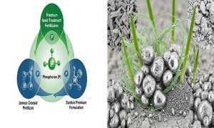 کود بذرمال گندم و جو 