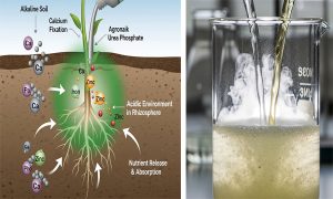 کود اوره فسفات با نام تجاری اگرونایک