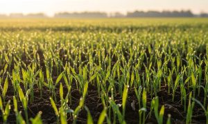 کود بذرمال گندم و جو 