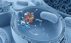 عملکرد فروت ست در گرده افشانی