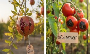 اشتباه رایج در استفاده از کود فروت سایز که مانع درشت شدن میوه‌های شما می‌شود