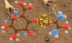 چگونه شوری خاک را با هیومیک اسید کنترل کنیم؟