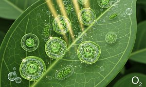 نوع و زمان مصرف کودهای منیزیمی برای حداکثر بازدهی