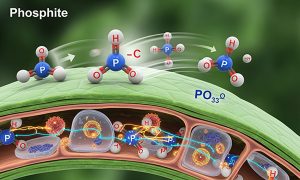 کشف راز قدرتمند کود فسفیت پتاسیم