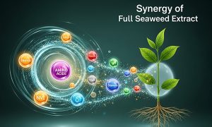 نقش هورمون ها و ویتامین ها در کود جلبک دریایی سی کلپ