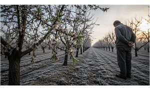 کاهش سرمازدگی با کود اگرونایک ویتالین