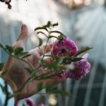 کاربرد کود کشاورزی در گلخانه در بندر انزلی