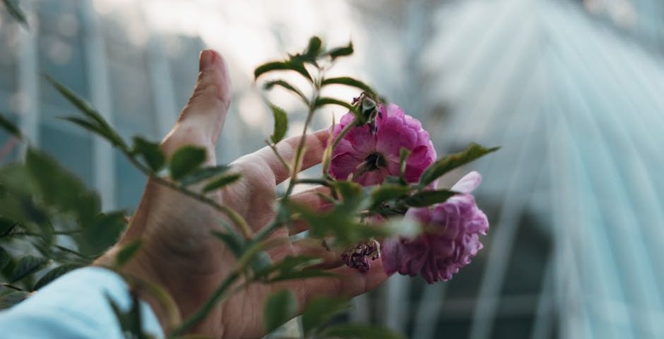 کاربرد کود کشاورزی در گلخانه در بندر انزلی