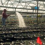 کاربرد کود کشاورزی در گلخانه در الیگودرز