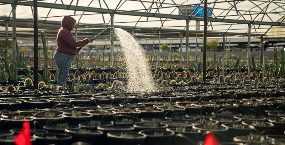 کاربرد کود کشاورزی در گلخانه در الیگودرز