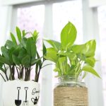 کاربرد کود کشاورزی در گلخانه در اسدآباد