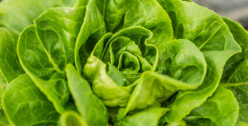 کاربرد کود کشاورزی در گلخانه در داراب