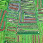 کاربرد کود کشاورزی در گلخانه در دوگنبدان