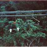 کاربرد کود کشاورزی در گلخانه در بانه