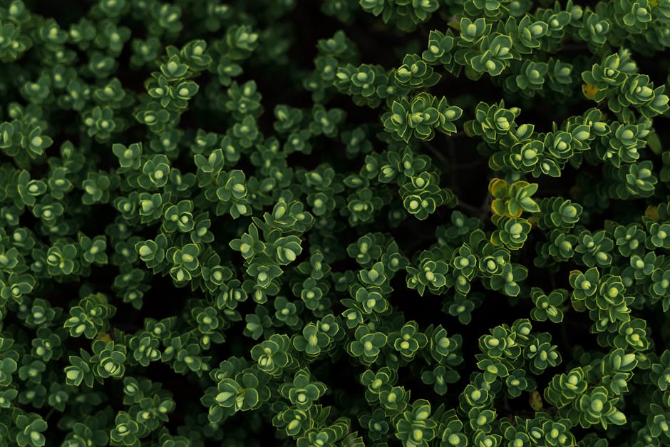 کاربرد کود کشاورزی در گلخانه در کرمانشاه - نمای نزدیک