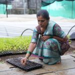 کاربرد کود کشاورزی در گلخانه در دهلران