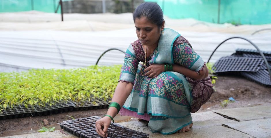 کاربرد کود کشاورزی در گلخانه در دهلران