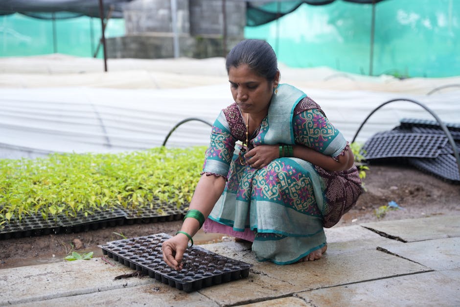 کاربرد کود کشاورزی در گلخانه در دهلران