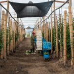 کاربرد کود کشاورزی در گلخانه در بوشهر