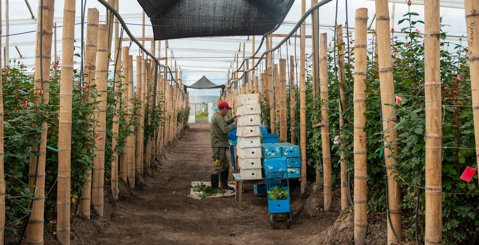 کاربرد کود کشاورزی در گلخانه در بوشهر