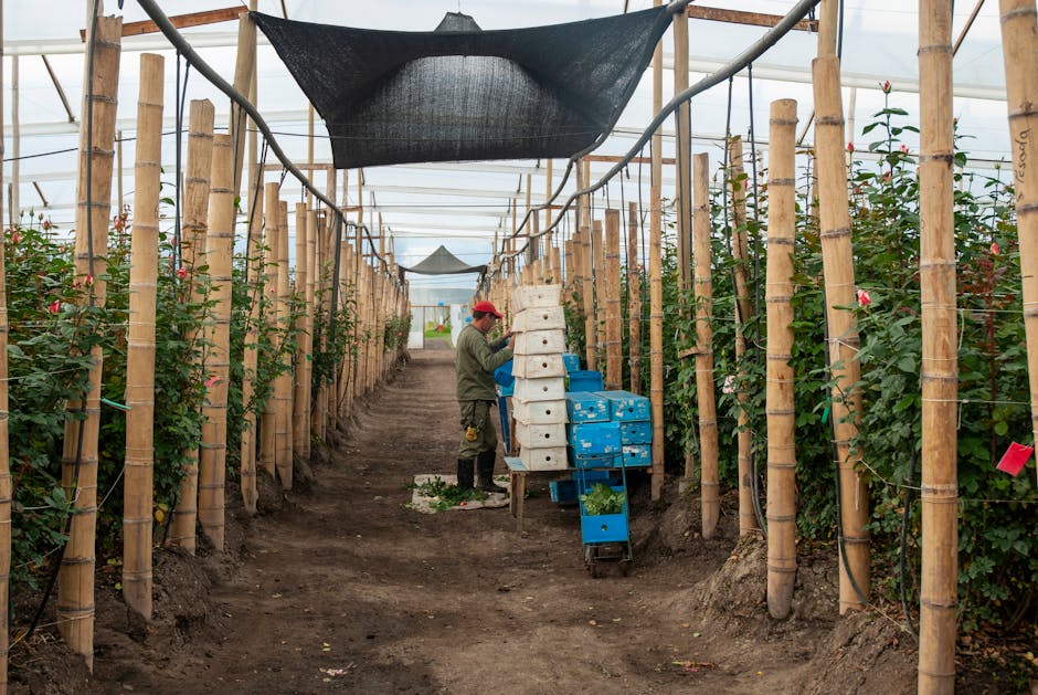 کاربرد کود کشاورزی در گلخانه در بوشهر