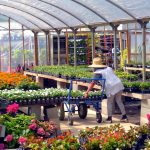 کاربرد کود کشاورزی در گلخانه در ابهر