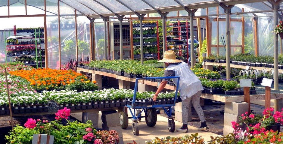 کاربرد کود کشاورزی در گلخانه در ابهر