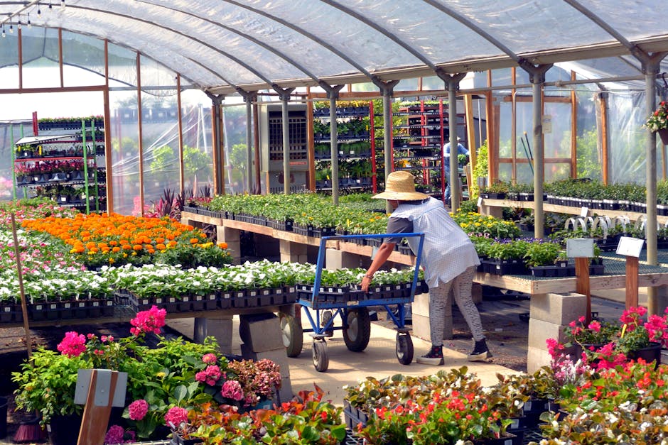 کاربرد کود کشاورزی در گلخانه در ابهر