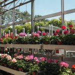 کاربرد کود کشاورزی در گلخانه در دامغان