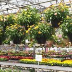 کاربرد کود کشاورزی در گلخانه در شاهرود