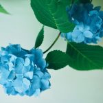 کاربرد کود کشاورزی در گلخانه در قشم