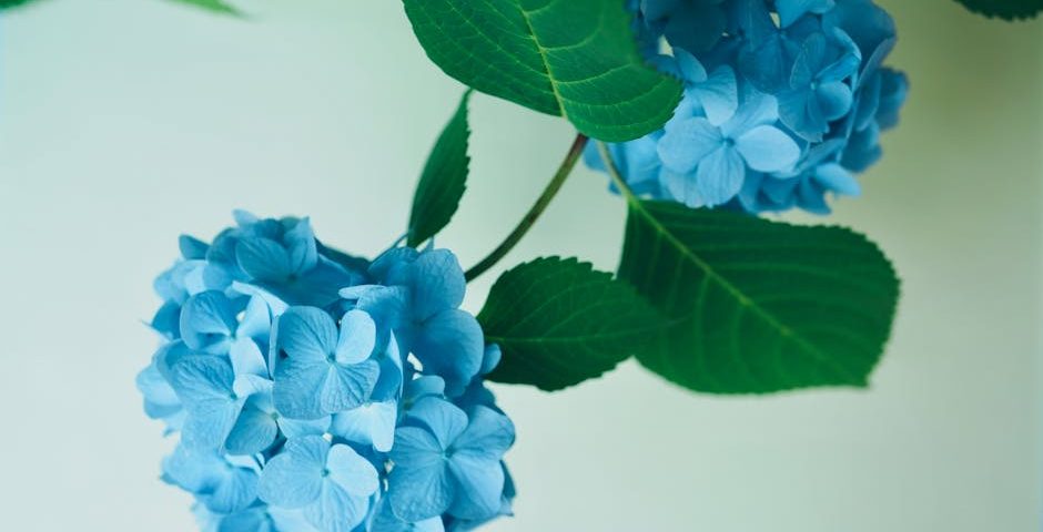 کاربرد کود کشاورزی در گلخانه در قشم