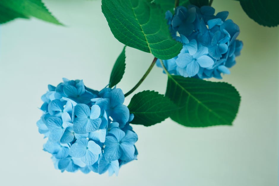 کاربرد کود کشاورزی در گلخانه در قشم