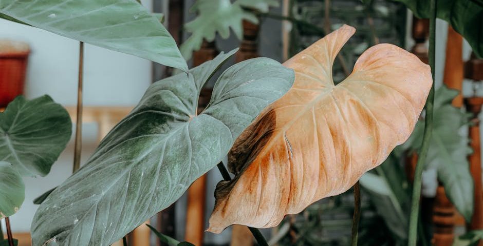 کاربرد کود کشاورزی در گلخانه در اردبیل