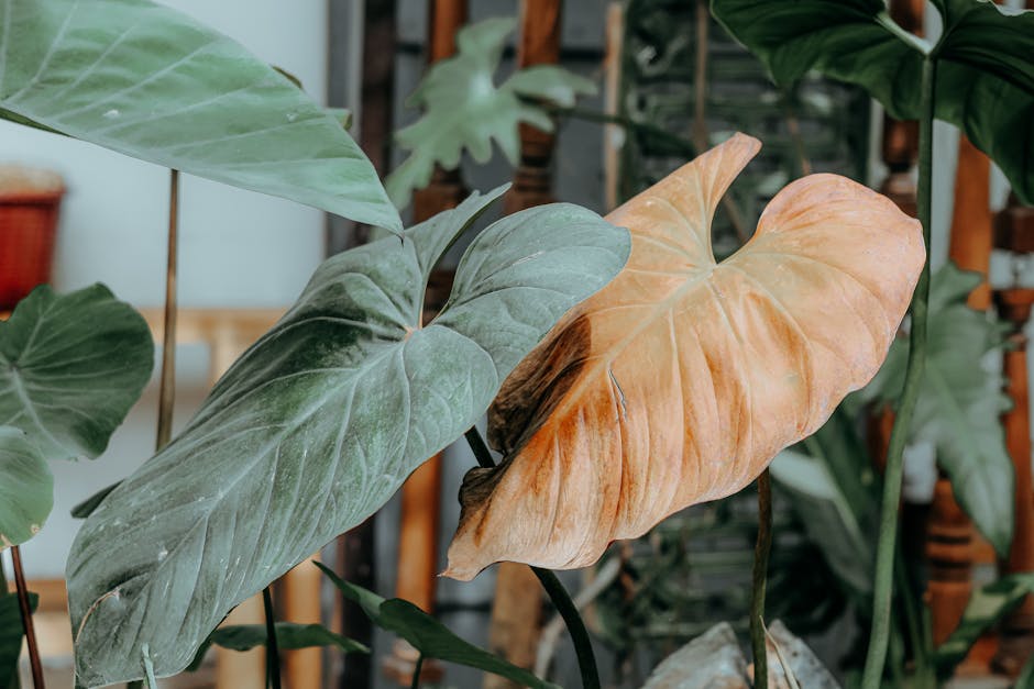 کاربرد کود کشاورزی در گلخانه در اردبیل