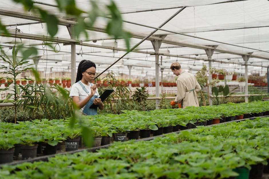 کاربرد کود کشاورزی در گلخانه در تبریز