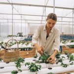 کاربرد کود کشاورزی در گلخانه در تاکستان