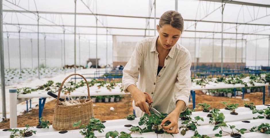 کاربرد کود کشاورزی در گلخانه در تاکستان