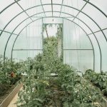 کاربرد کود کشاورزی در گلخانه در دهدشت