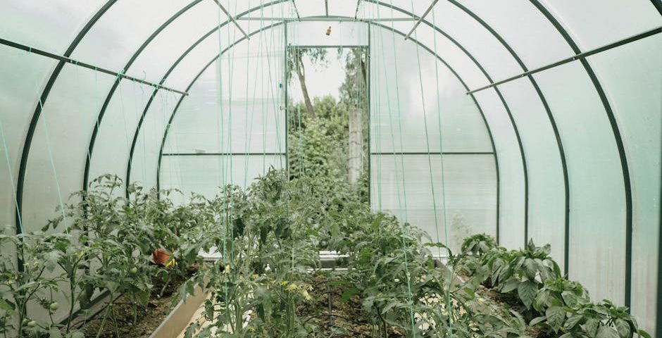 کاربرد کود کشاورزی در گلخانه در دهدشت