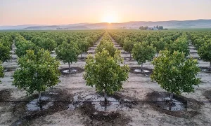 1.ارزیابی مقایسه‌ای منابع کود پتاسیم