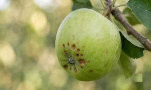 1. آسیب‌شناسی ناشی از اختلالات کمبود کلسیم
