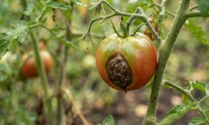 1.پویایی جذب کلسیم و آنتاگونیسم کاتیونی